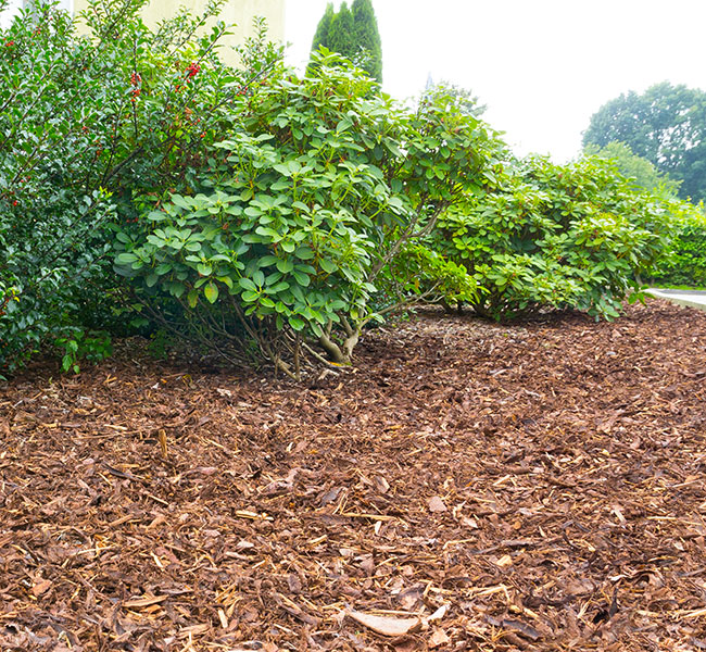 BEG-Verkauf-Rindenmulch-Anwendung Rindenmulch eignet sich hervorragend zur Beetabdeckung.